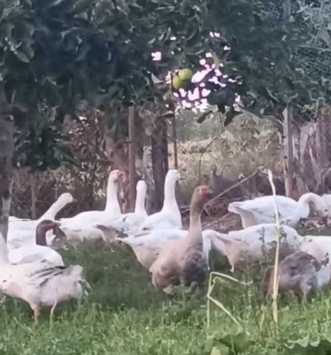 De vanzare bibilici, rațe mulard si gaste mature sau tinere(din acest an)