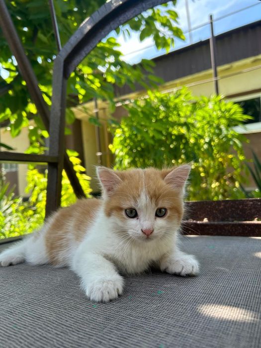 Котенок. Добрый.