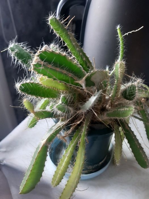 Продам Питихайя за 3000 тенге.