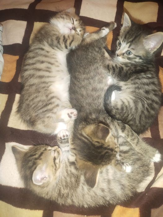 Отдам котят лапочек СРОЧНО