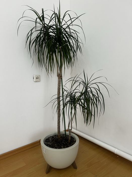 2 комнатных растений