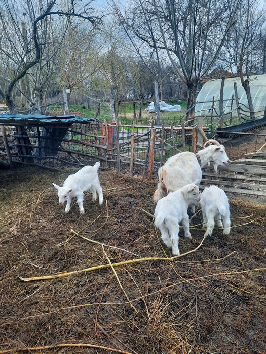 vând capre saanen cu iezi
