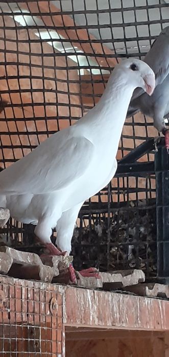 Vând porumbei germani de frumusete