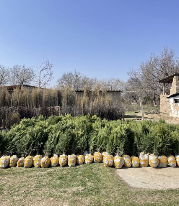 Саженцы Шымкент декоративных видов