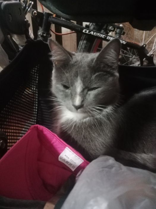 Отдадим котят красививых и кошку