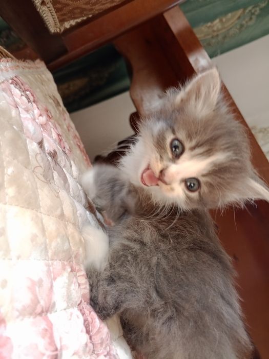 Отдам котёнка бесплатно