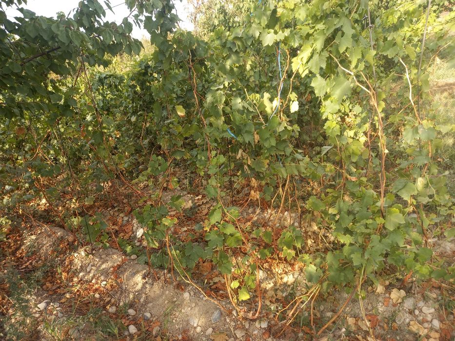 Uzum kochatlar 3 yillik