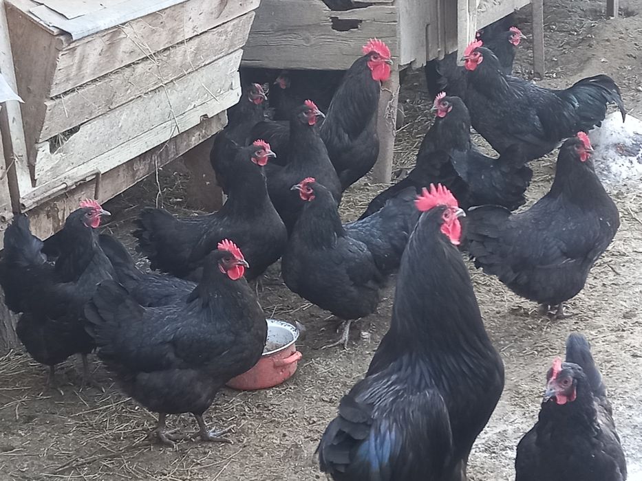 Ouă pentru incubat Australorp negru