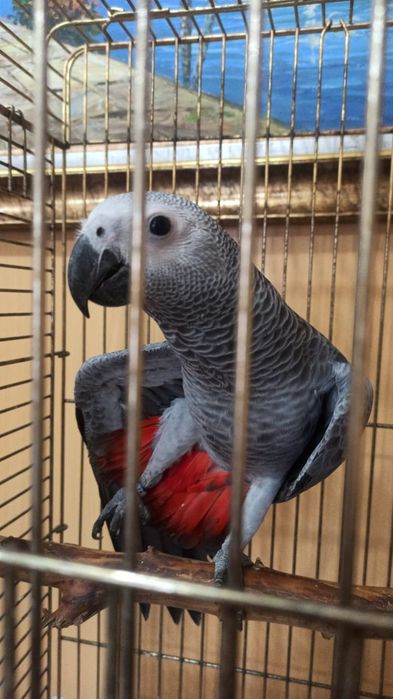 Продам попугая жако