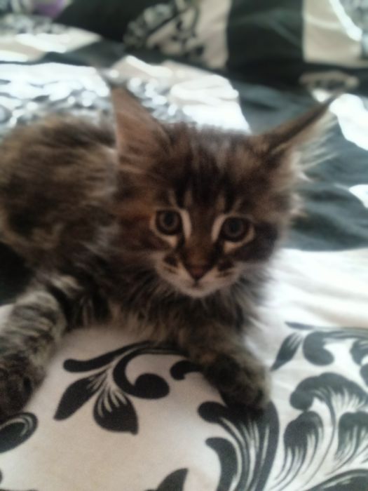 Продам котят Мейн Кун