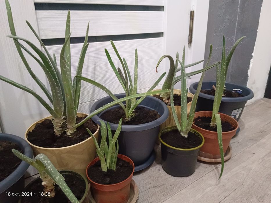 Алоэ зрелое и маленькое