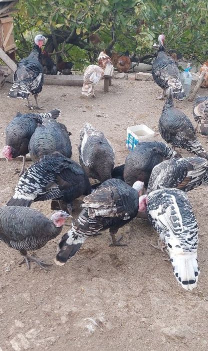 Пуйки за клане домашни