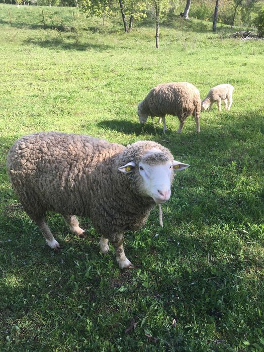 Vānd berbec Ile de france