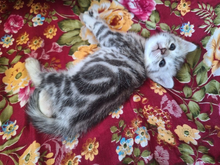 Продаются породистые котята