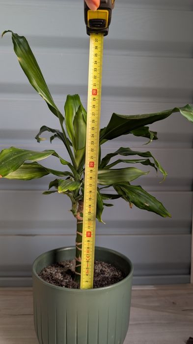 Драцена пестролистая