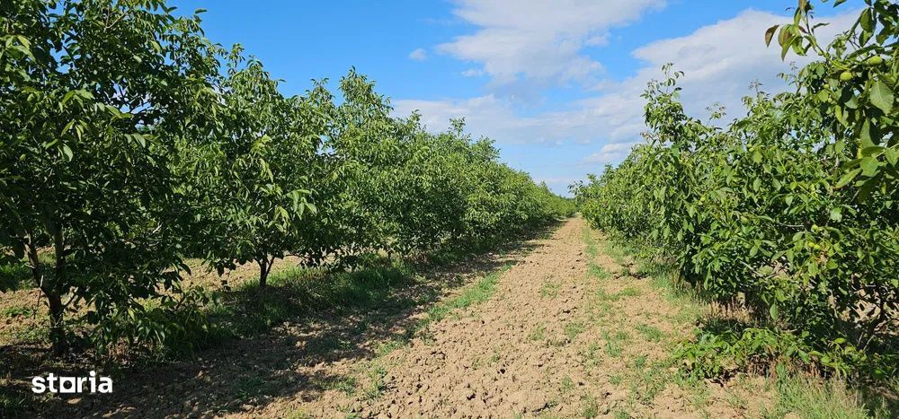 Plantatie de nuci pe rod, 14 ha, 2.000 pomi, zona Bucov