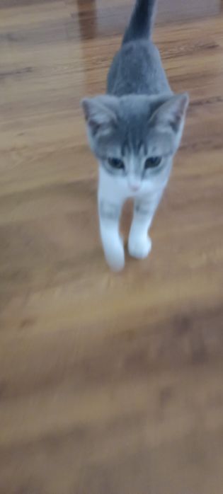 Котик отдаем срочно