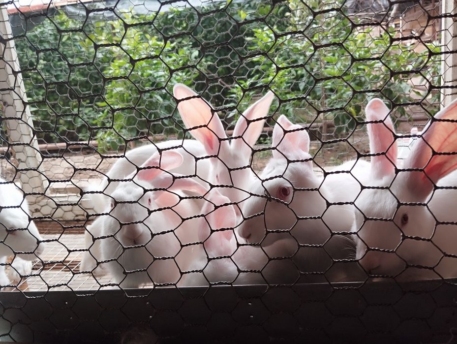 Quyon bolalari заяц