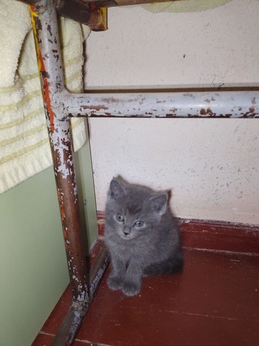 Отдаю даром котят ухоженные