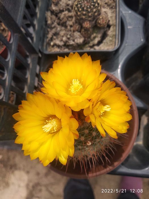 Цветы комнатные разные