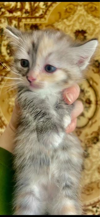 отдам котят в хорошие руки