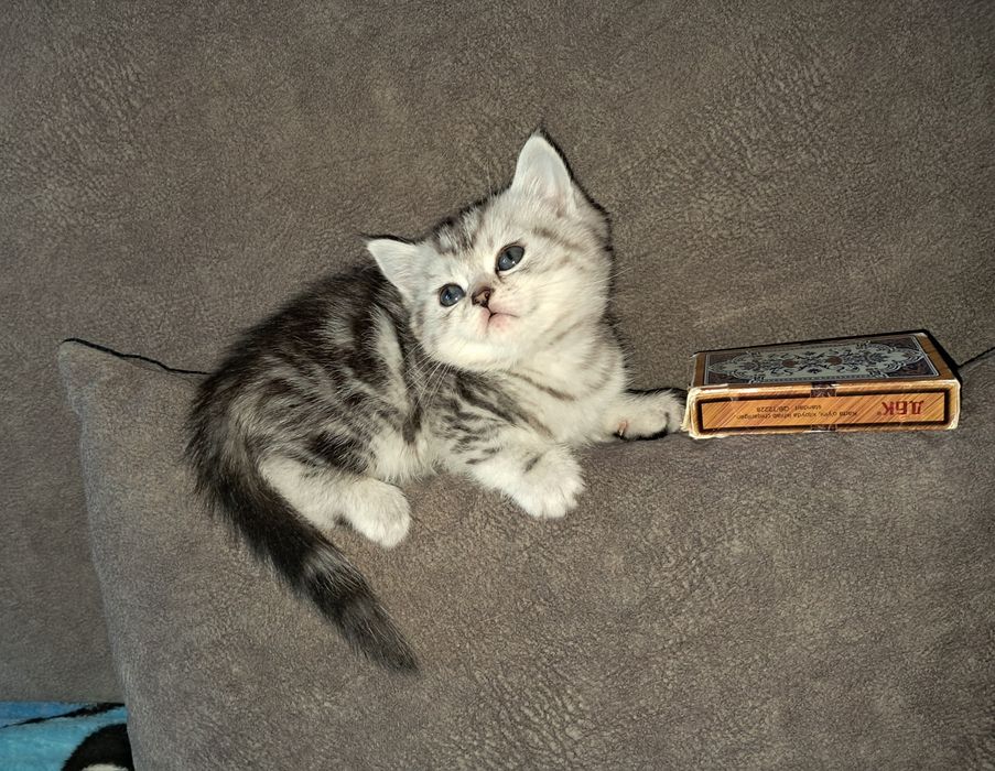 Котенок. Шотландская прямоухая девочка