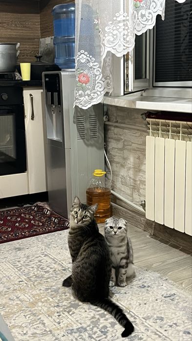 отдам в хоришие руки двух котов веслоухой и шотландской породв