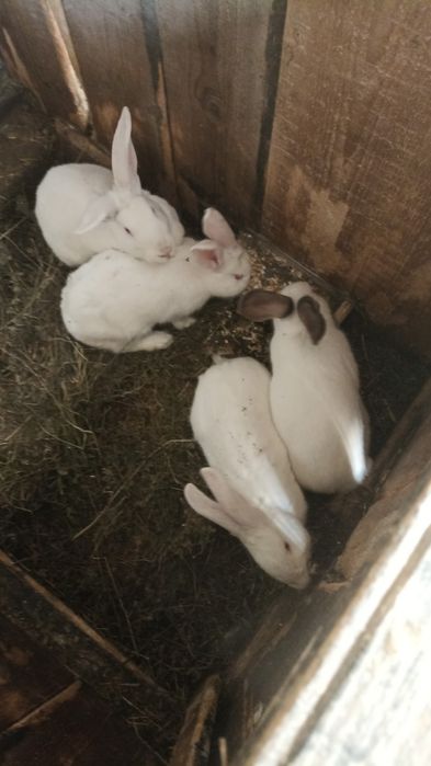 Vând iepuri de 6 luni de zile