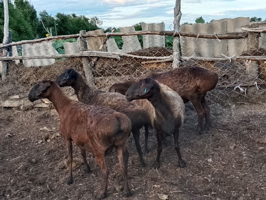 Семіз қой сатылады