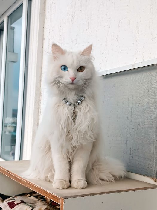 Пропала кошка!..