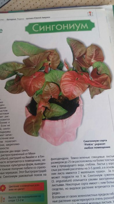 Продам книгу Комнатные растения.