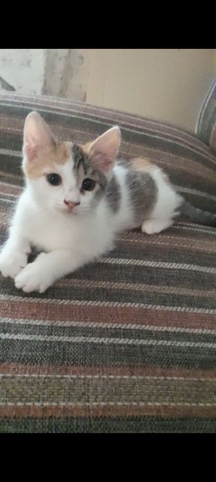 Котёнок,бесплатно