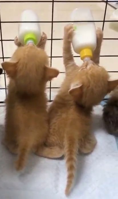 Редкие чаузята окраса фавн