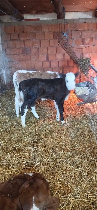 Vând vitei limousin,belgian etc