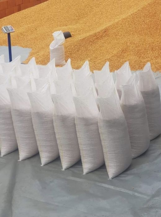 Porumb boabe 1,5 lei / kg. Recolta 2025.