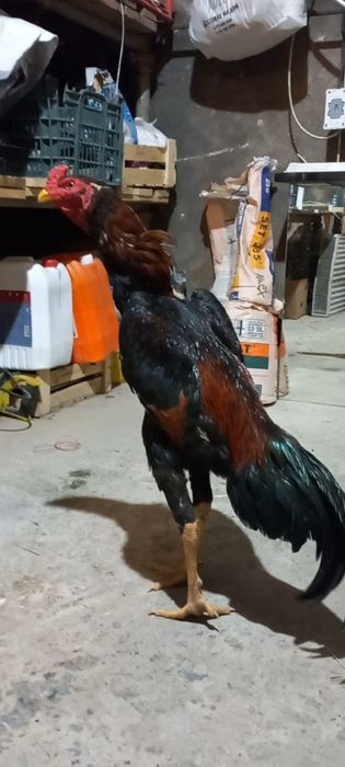 Дакан кореец, вылуп июнь