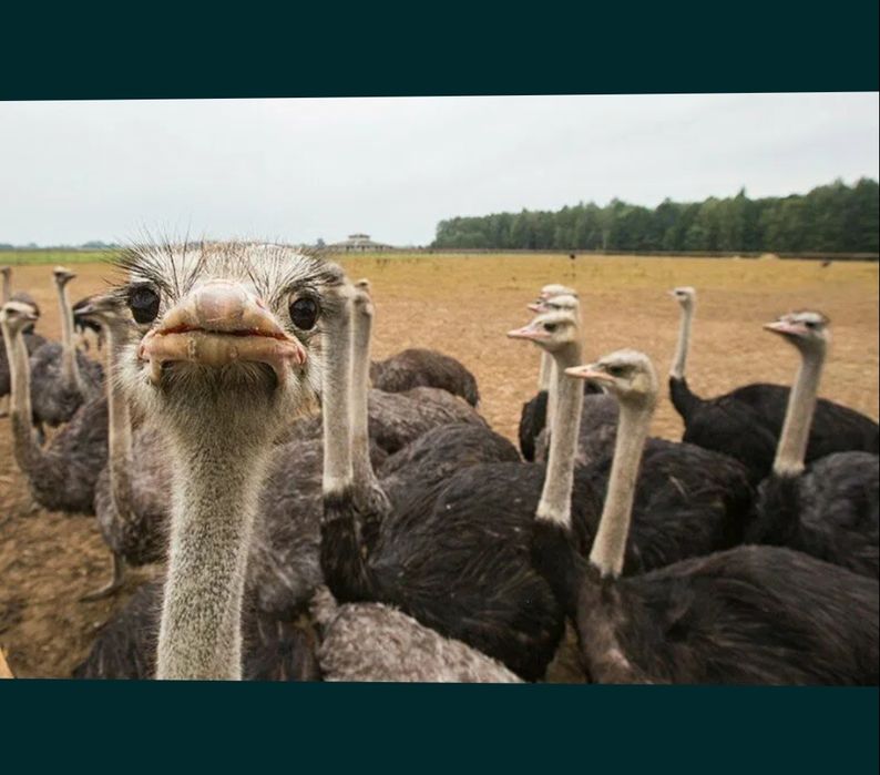 Продается .Взрослые.Африканские .Страус