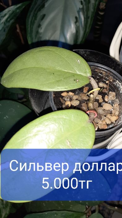 Хойи разных сортов  Растения Цветы