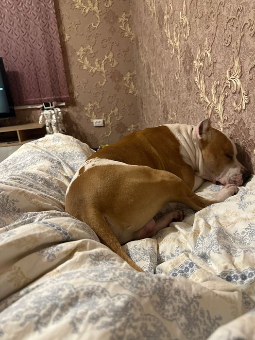 Ищем девочку для питбуля