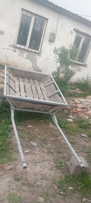 Хорошие молодые ишачки