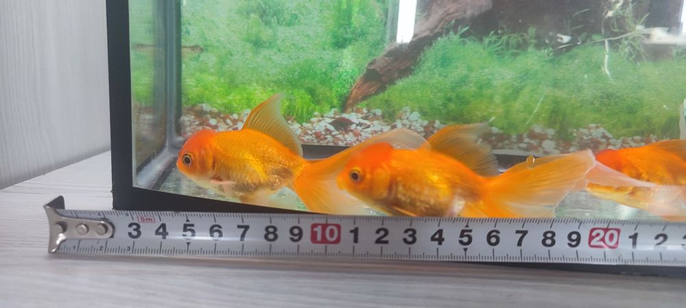 Продаются аквариумные рыбки