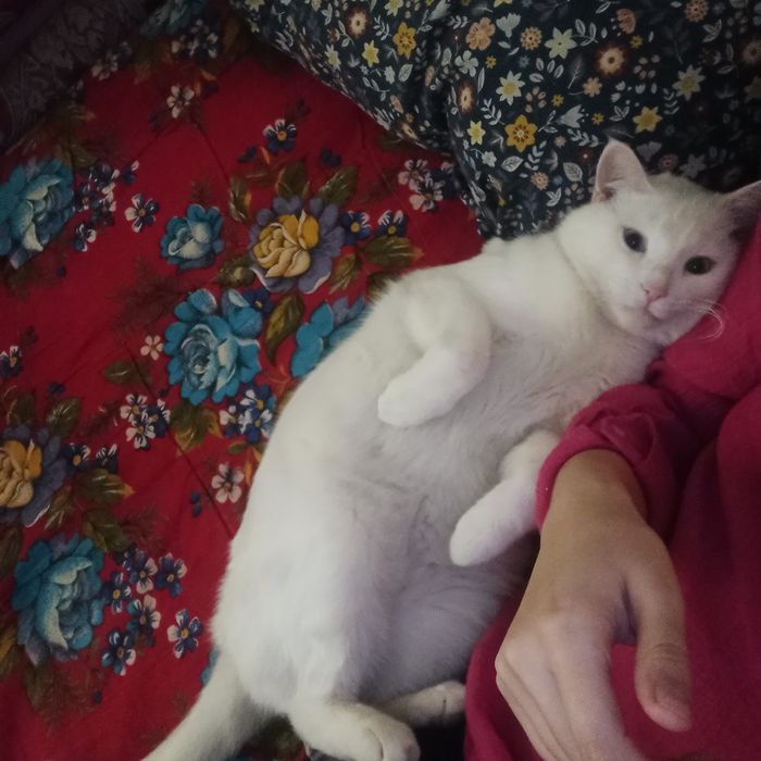 Кот Као Мани (с гетерохрамий)
