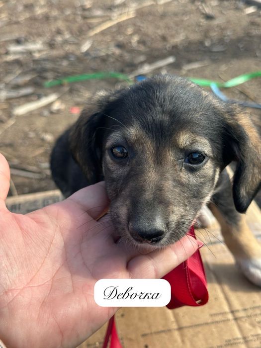 Щенки в добрые руки