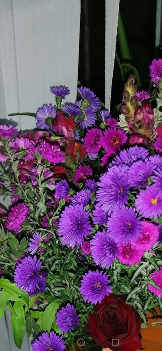 Осенники многолетник кустовые