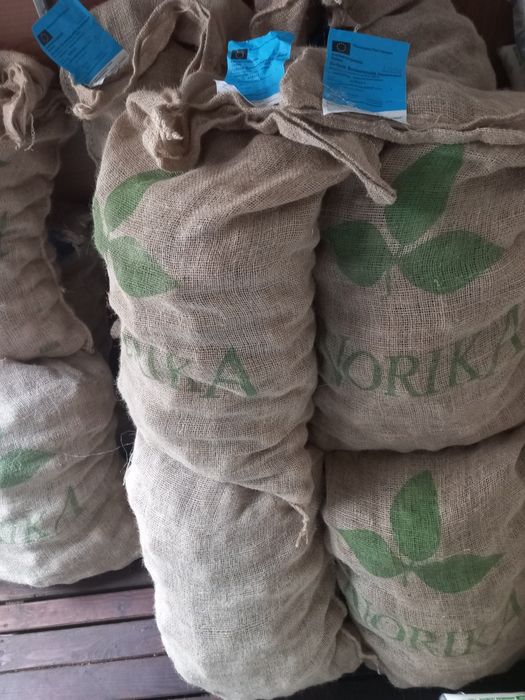 картофи сорт Сорая