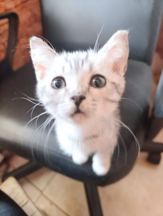 Отдам котят в добрые руки