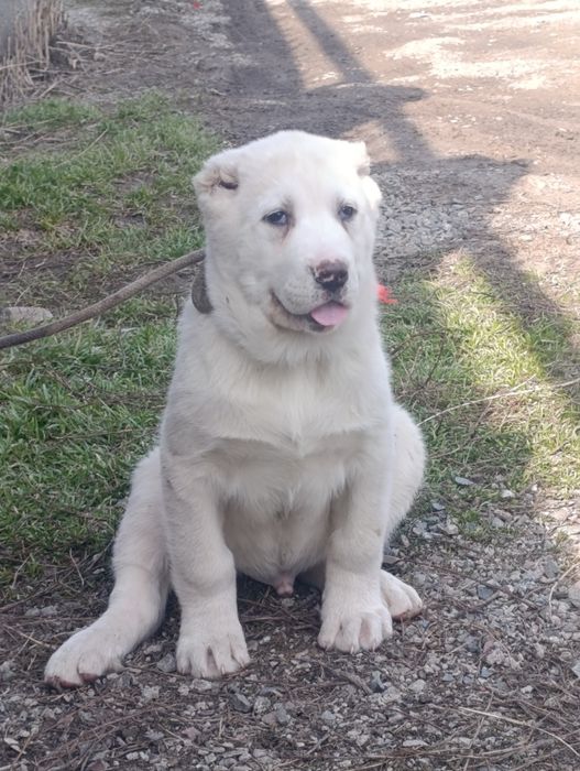 Шикарный породный красавец