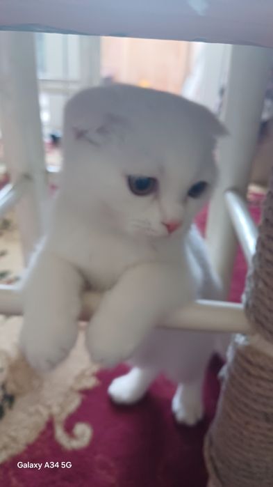 Scotish fold mushuk bolasi 5 oylik