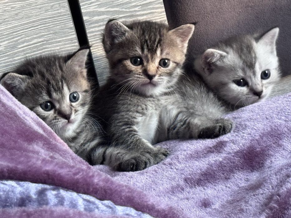 Британская короткошерестная