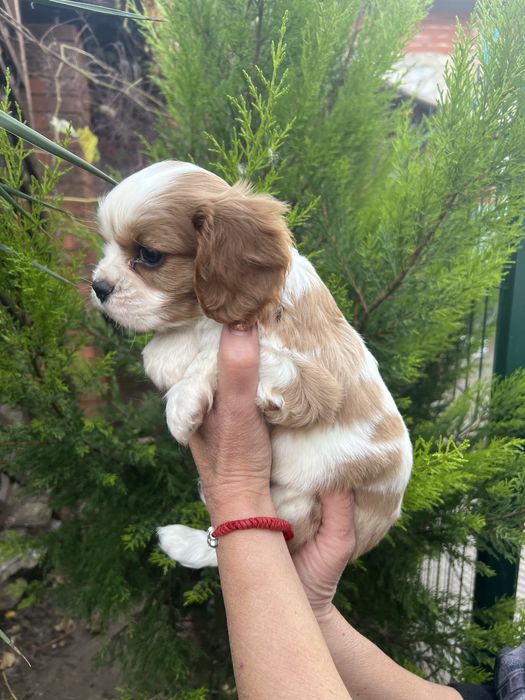 Кавалер Кинг Чарлз